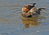 20091018 346 Redhead Duck (M).jpg