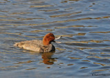 20091018 180 Redhead Duck.jpg