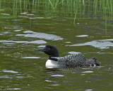 20080614 164 Common Loons (imm 1 day old)#8 SERIES.jpg
