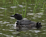 20080613 332 Common Loon (imm 1 day old)#19 SERIES.jpg