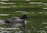 20080621 300 269 Common Loons (imm 8 days old).jpg