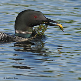 20080625 - 300 242 Common Loon SERIES.jpg