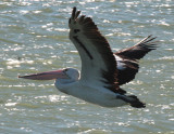 free as a bird