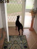 watchdog..