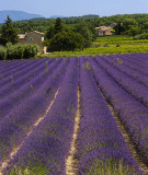 Lavender Perfection