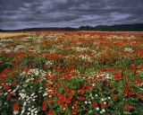 Poppy Explosion
