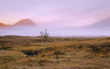 Pink Seclusion