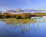 Mist Rising