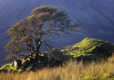 Twisted Tree Skye.