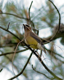 Cedar Waxwing Gathering Nesting Material