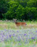 Deer