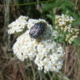 Achillea collina