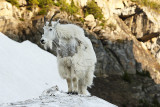 0C9K1937GNP mountain goats July3-08.jpg