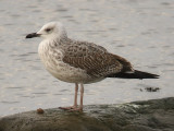 Kaspsik trut - Caspian Gull  (Larus cachinnans)