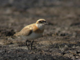 kenpipare - Greater Sand Plover  (Anarhynchus leschenaultii)