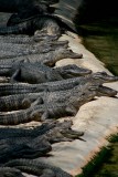 Gators in a Row