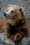 Brown Grizzly  Posed 1