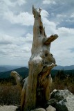 Kangaroo Tree - Mt Evans