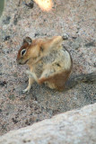 Ground Squirrel Twist