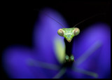 Mantis and Flower