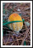 Amanitas?