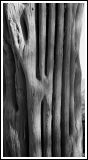 Saguaro Skeleton