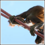 Highwire Act