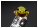 House Frog