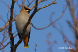 Bohemian Waxwing