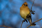 Cedar Waxwing