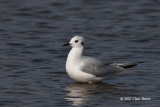 Bonapartes Gull (juvenile)