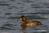 Lesser Scaup (female)