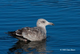 Herring Gull (juvenile)