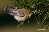 Blackpoll Warbler (fall)