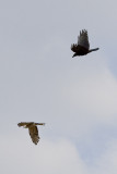 Crow versus Kite 1 second later