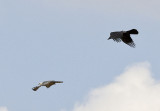 Crow versus Kite 1 more second