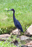 Little Blue Heron