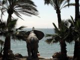 Elephant on Marbella Beach