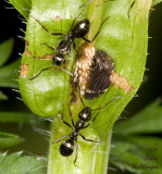 Tree Hopper with Ants and Eggs