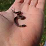 Red Bellied Snake