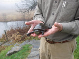 Rescued Turtle