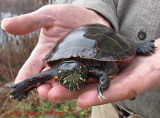 Rescued Turtle