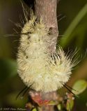 Hairy Yellow Caterpillar