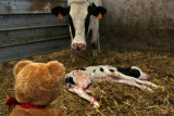 New-born calf
