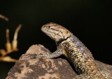 Desert Spinny Lizzard IMG_6062.JPG