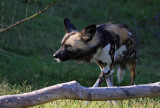 African Wild Dog IMG_5738.jpg