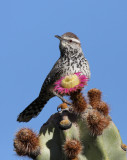 Cactus Wren - IMG_0289.jpg