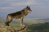 Wolf watching