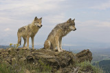 Wolf pair