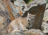 North American Lynx